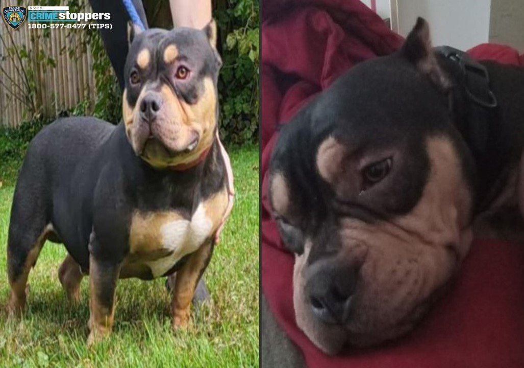 Photos of dog kidnapped from homeless man on Bronx train