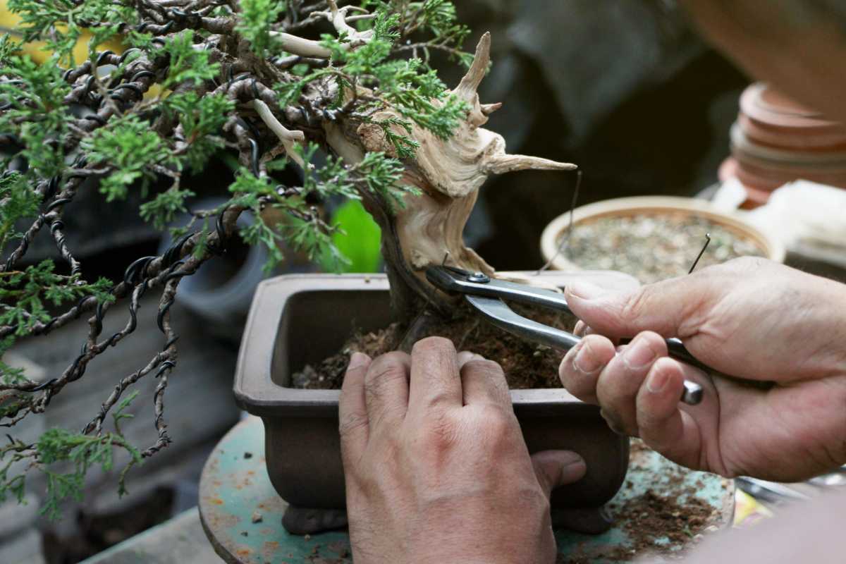 Making of bonsai trees, Wiring a tree into the pot. Handmade accessories Wire cutters and scissors bonsai tools, stand of bonsai, Concept Bonsai.