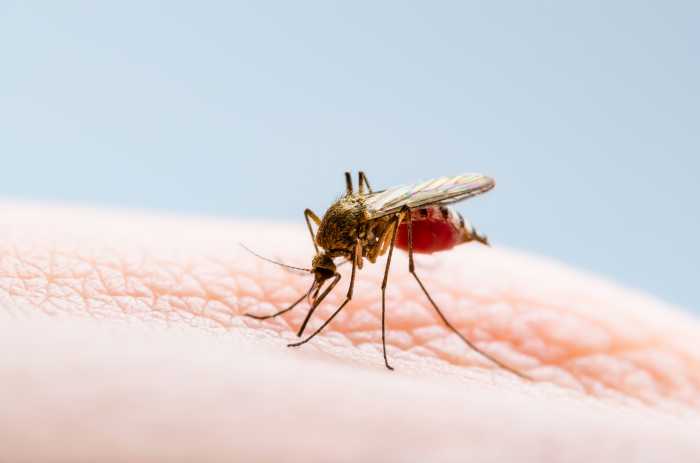 Mosquito Skin Bite. Culex Mosquito