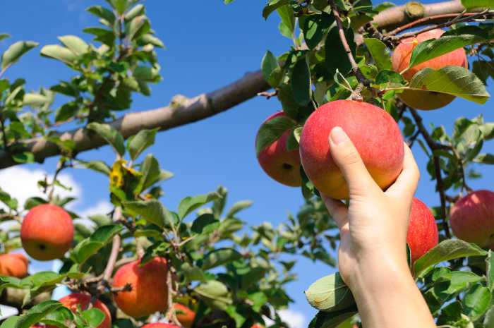 Hands picking Aomori apples
