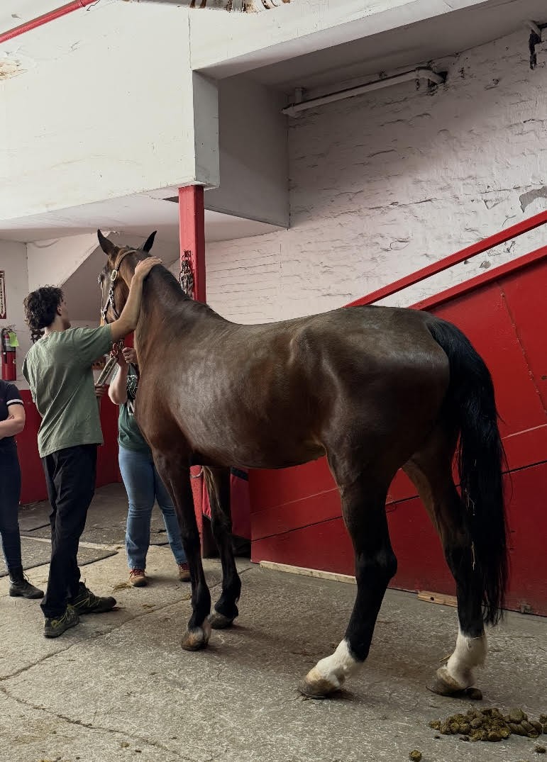Latest Midtown fatal horse collapse renews ongoing debate over controvercial carriage industry