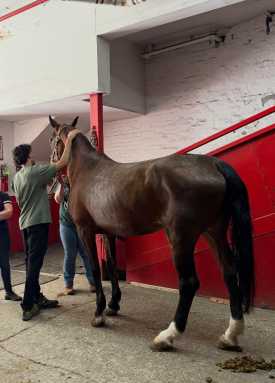 a carriage horse