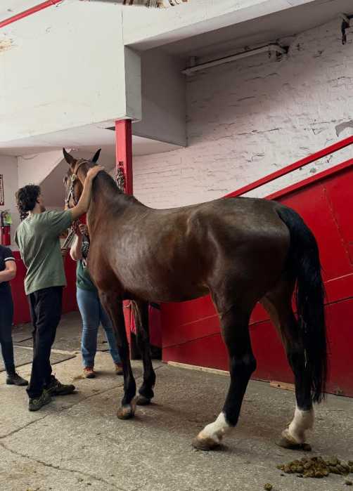 a carriage horse