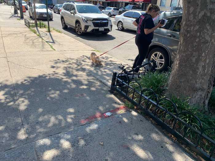 Piles of aggravation: New Yorkers are fed up with increasing dog waste on city sidewalks and streets 3 woman walking a dog on a sidewalk in NYC