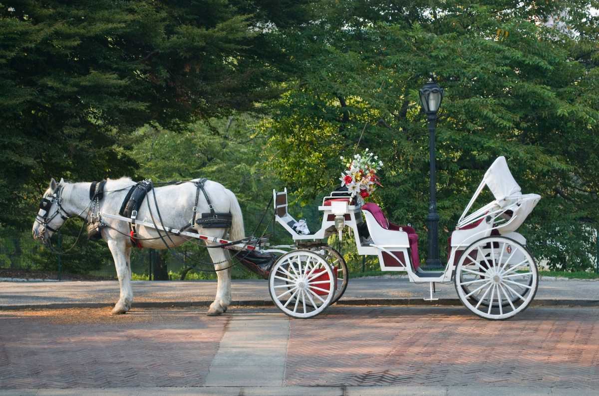 Mayor Adams calls for end to NYC horse-drawn carriage industry; City Council says for political gain | amNewYork