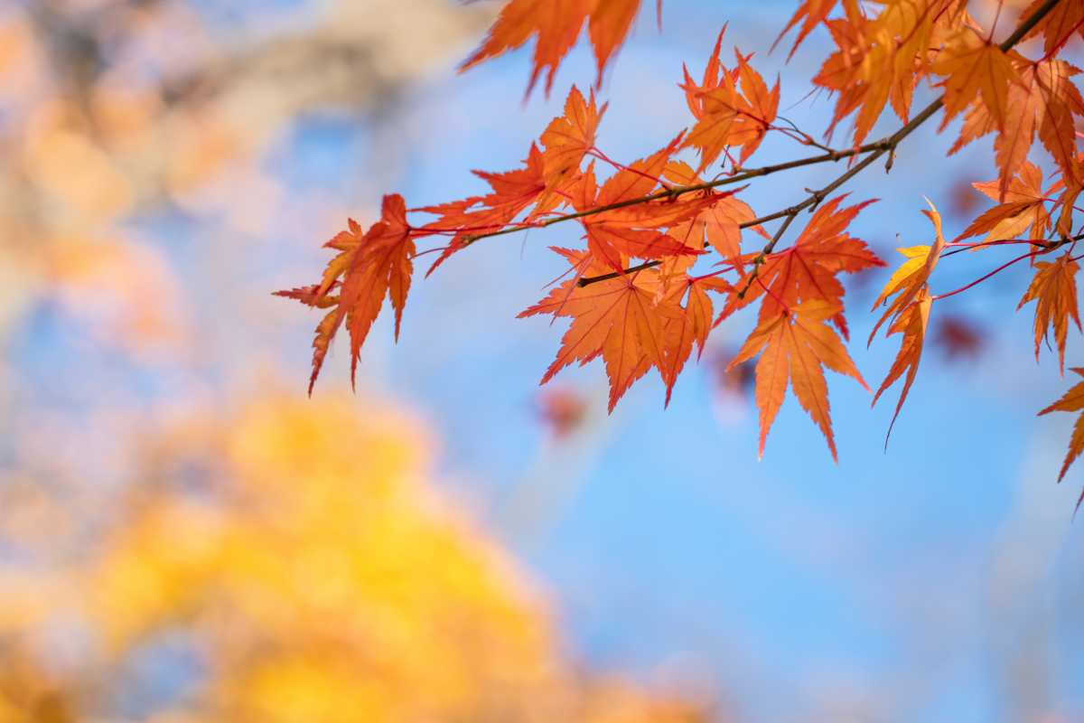 Beautiful maple leaves on the tree in autumn sunny day in Japan.