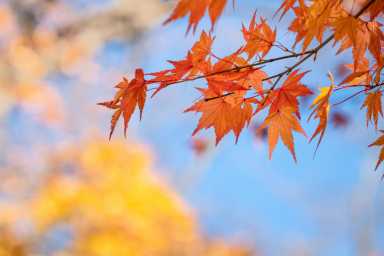 Beautiful maple leaves on the tree in autumn sunny day in Japan.