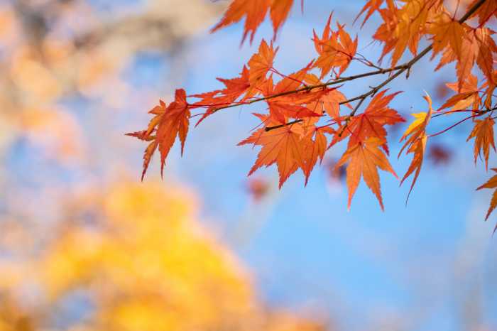 Beautiful maple leaves on the tree in autumn sunny day in Japan.