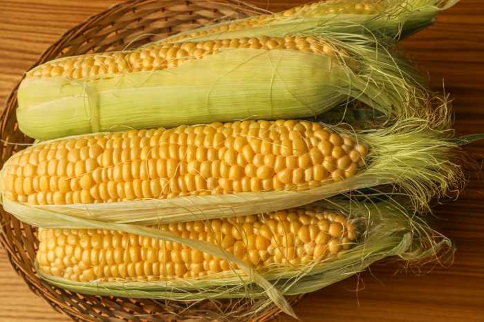 Golden ripe corn cobs arranged in a rustic wicker basket on a wooden table. Perfect for illustrating agriculture, harvest season, organic farming, and healthy lifestyle concepts.