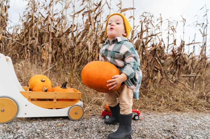 Little boy lifting pumpkins from ground and loading them into wooden wagon in pumpkin patch. Photo of child with pumpkins in field in autumn. Family fun Thanksgiving traditions and Halloween.