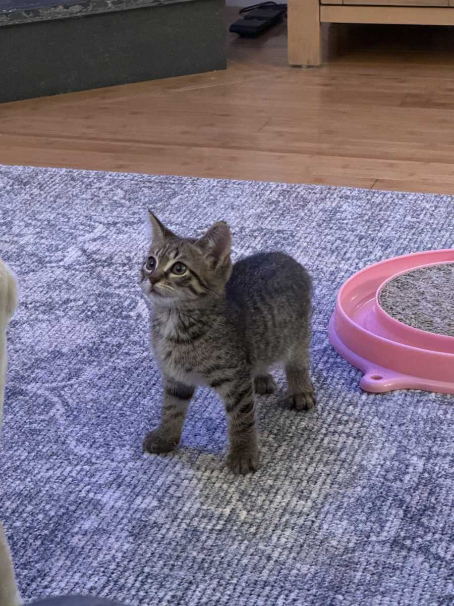 Midtown cop rescues kitten from food truck, then adopts the stray: 'We are meant to be connected' 4