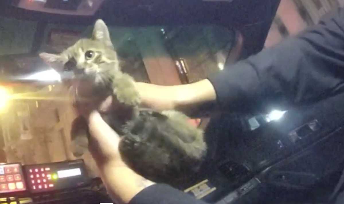 Midtown cop rescues kitten from food truck, then adopts the stray: 'We are meant to be connected' 2
