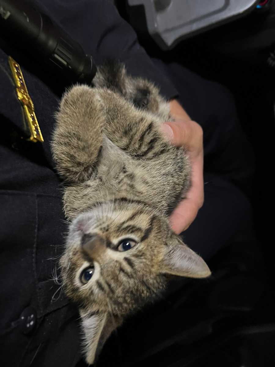 Midtown cop rescues kitten from food truck, then adopts the stray: 'We are meant to be connected' 3