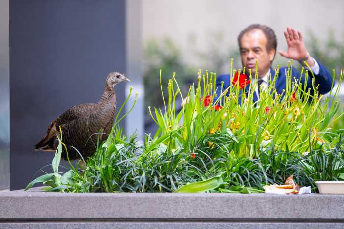 man waving at a turkey being plants