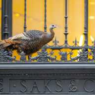 A flockin' surprise: Why wild turkeys are thriving in unexpected parts of NYC 3 a turkey on a ledge in NYC