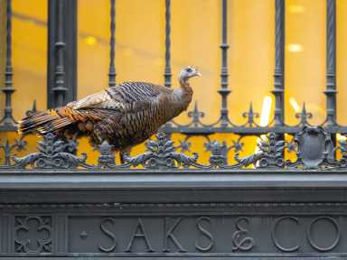 a turkey on a ledge in NYC