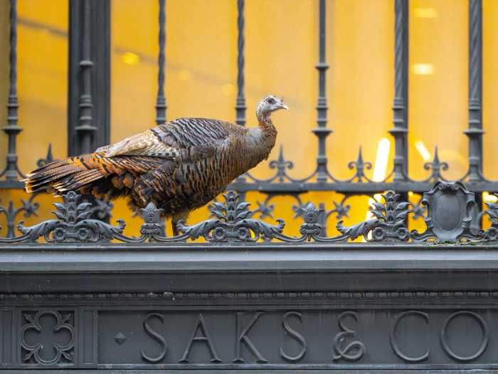 a turkey on a ledge in NYC