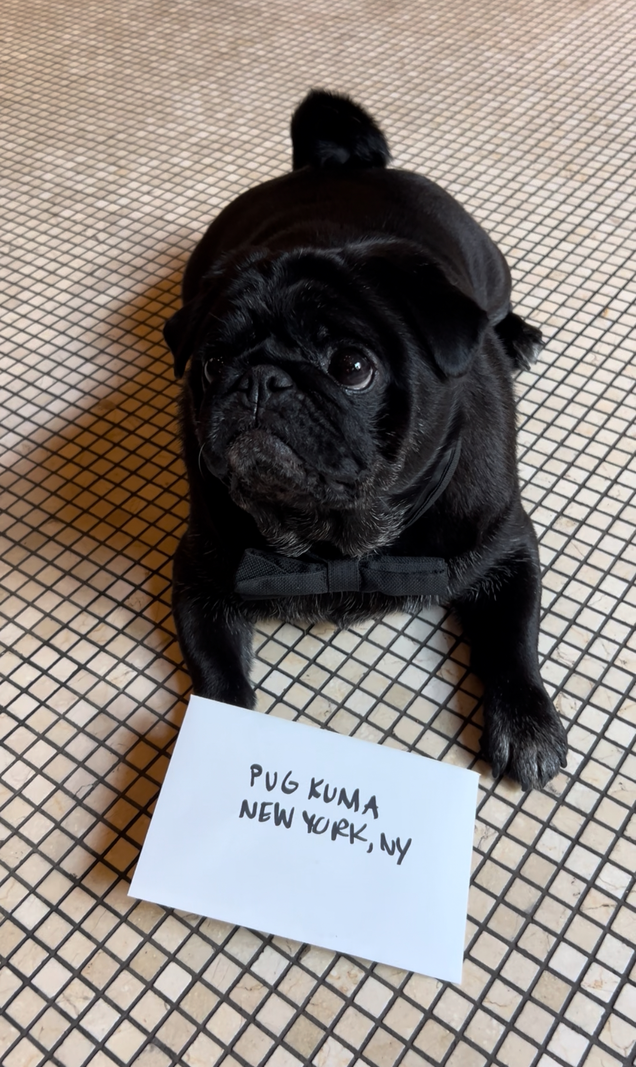 Kuma the pug