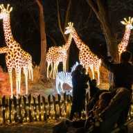 Your winter arts guide for New York City 2025 14 The Bronx Zoo Holiday lights winter art guide