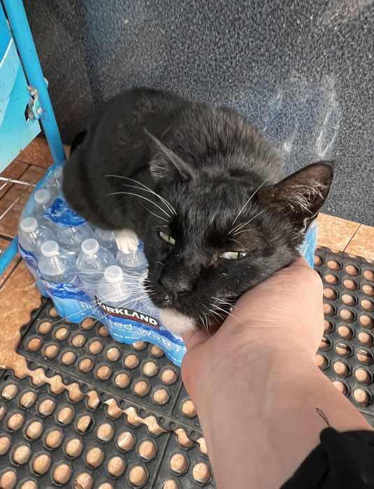 NYC Council pushes to legalize bodega cats, giving them 'purr-fect' legal status 2 black cat on water bottles enjoying a pet