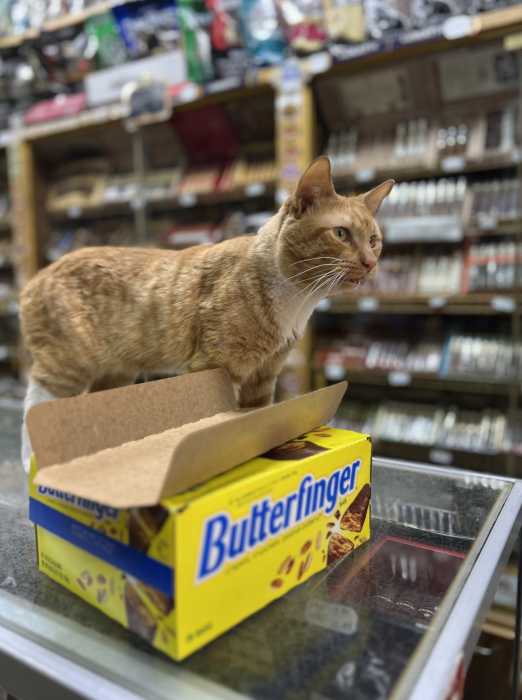 NYC Council pushes to legalize bodega cats, giving them 'purr-fect' legal status 4 orange cat next to a box of candy ars