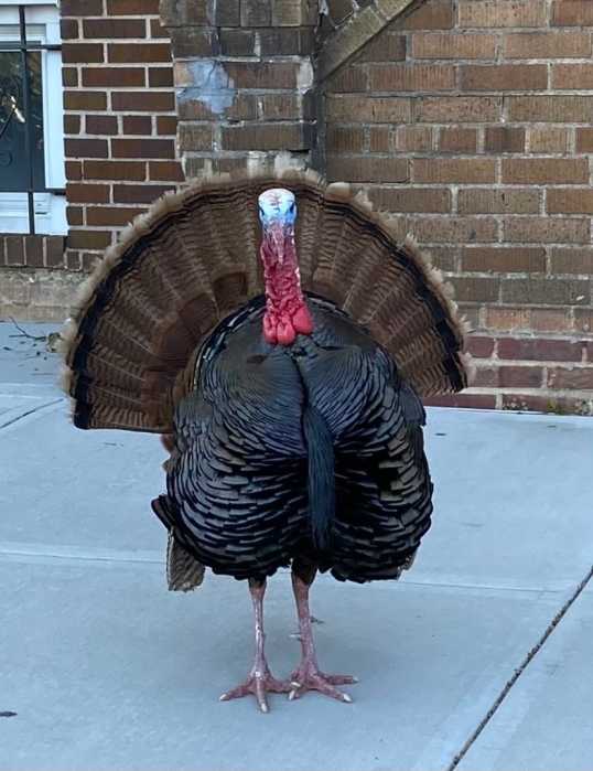 a wild turkey on a sidewalk in NYC