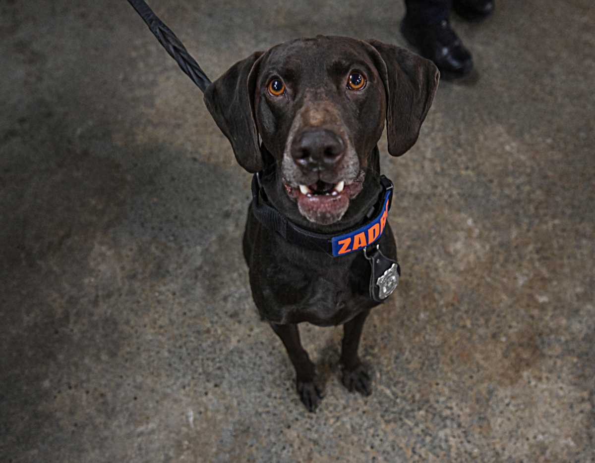 Dogs on the job: NYPD showcases its hard-working four-legged cops with new calendar 3