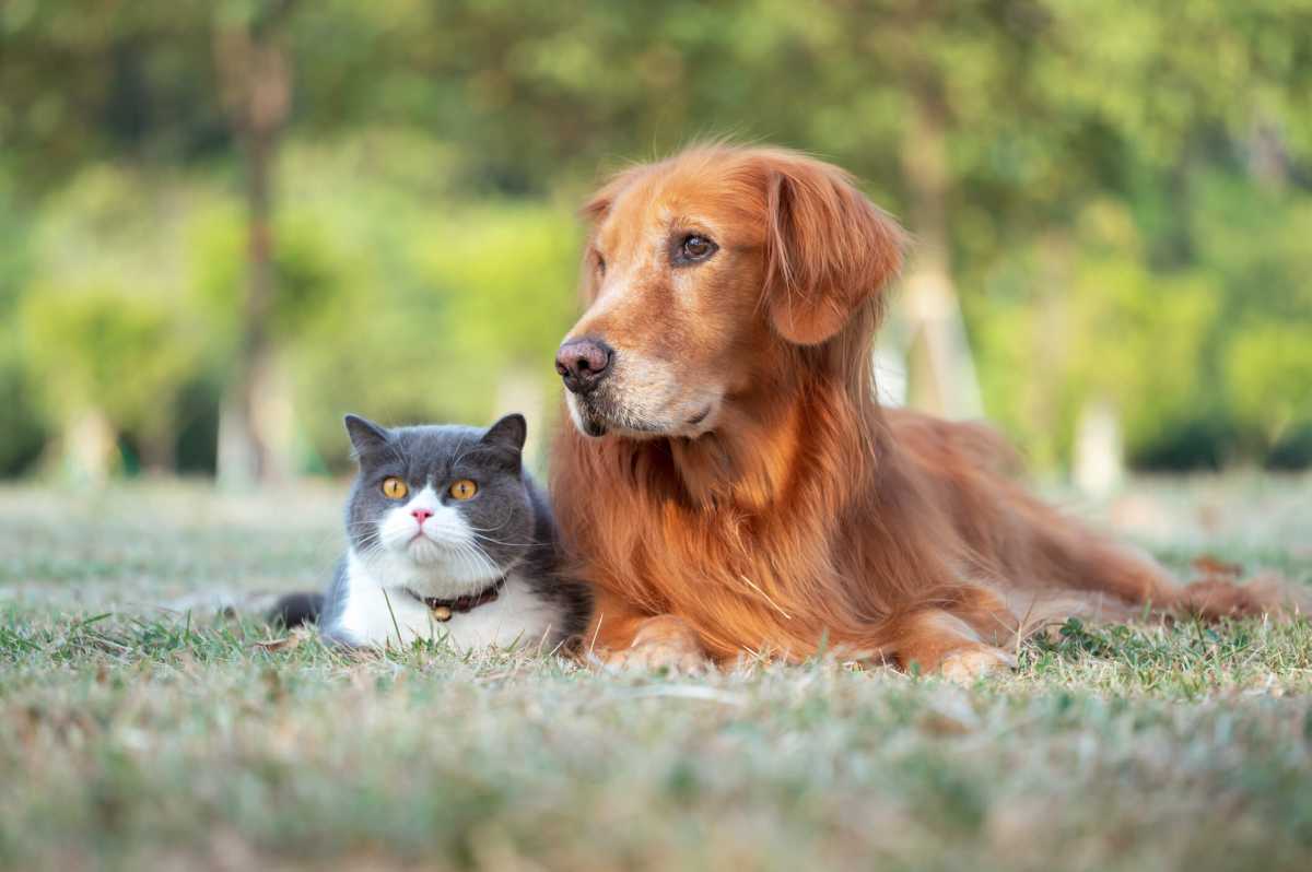 These were the most popular cat and dog names of 2025  amNewYork