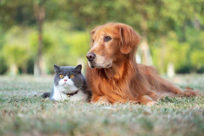These were the most popular cat and dog names of 2025 1 These names were the most popular for dogs and cats this year.