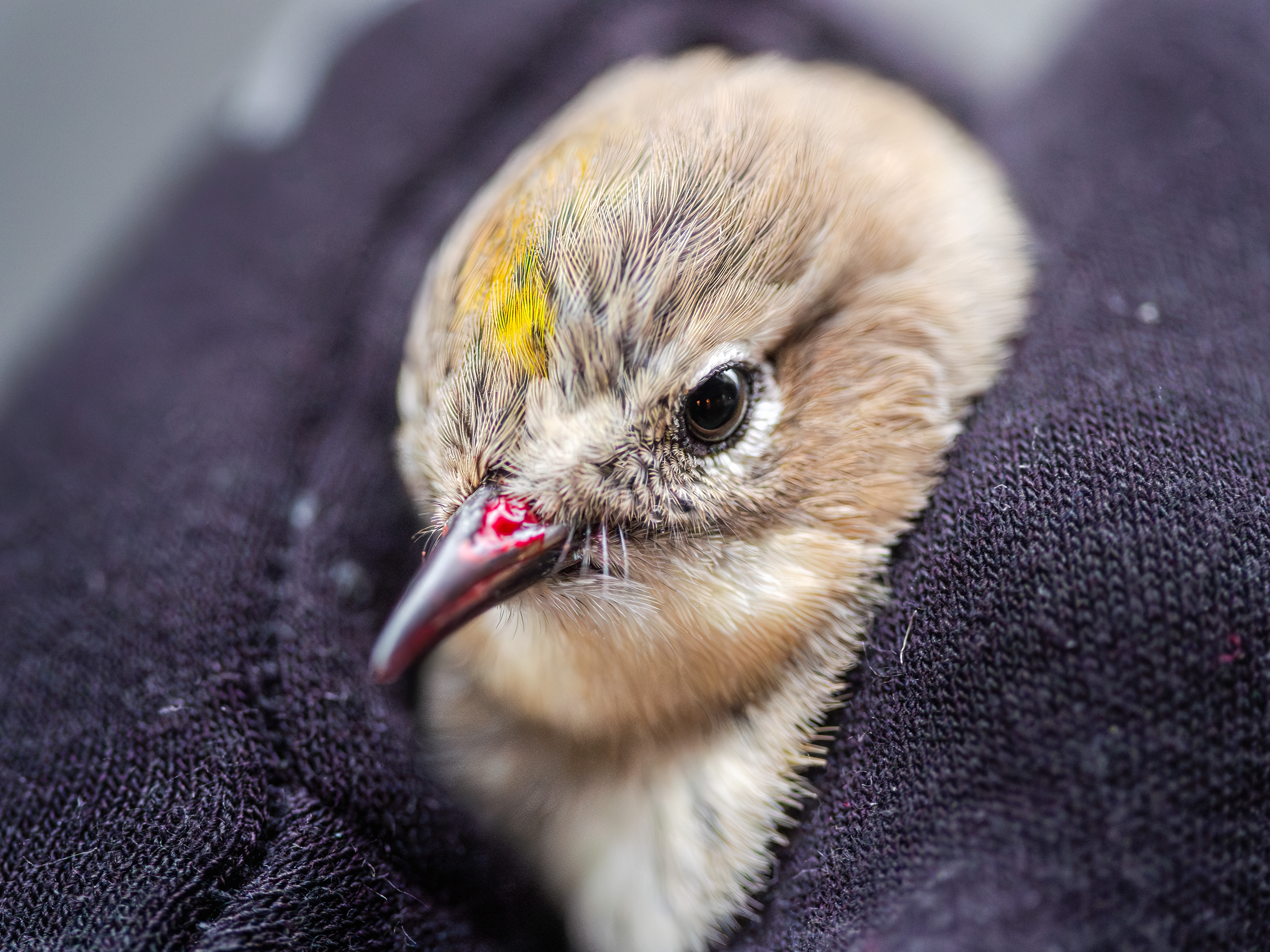 cute but injured bird wrapped in a blanket