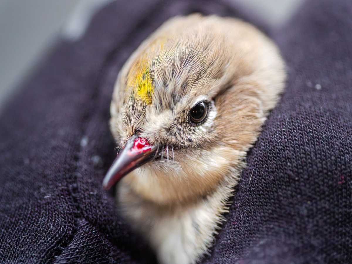 cute but injured bird wrapped in a blanket