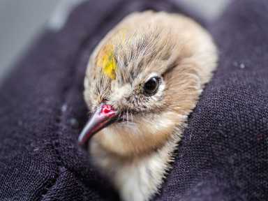 cute but injured bird wrapped in a blanket
