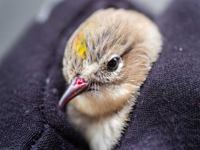 Operation feathered friend: What to do with an injured bird in NYC 2 cute but injured bird wrapped in a blanket