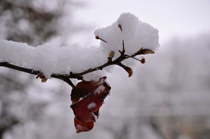 First snowfall of the season blankets NYC; winter weather advisory remains in effect 4 snow on a tree branch
