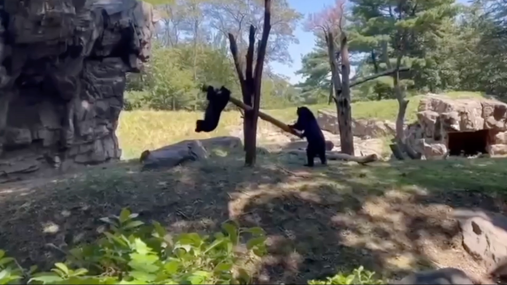 two dark-colored bears in a zoo exhibit