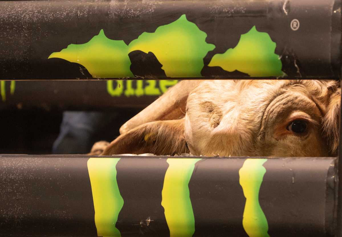 A bull sits behind a fence before being ridden during the Buck Off at Madison Square Garden.