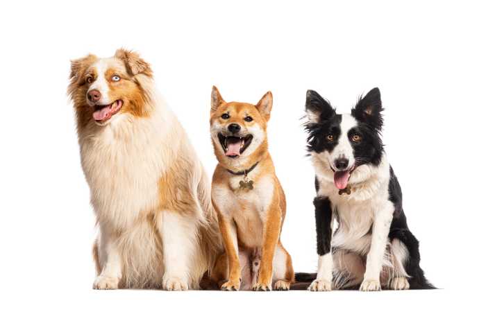 Australian shepherd, shiba inu and border collie sitting and panting on white background