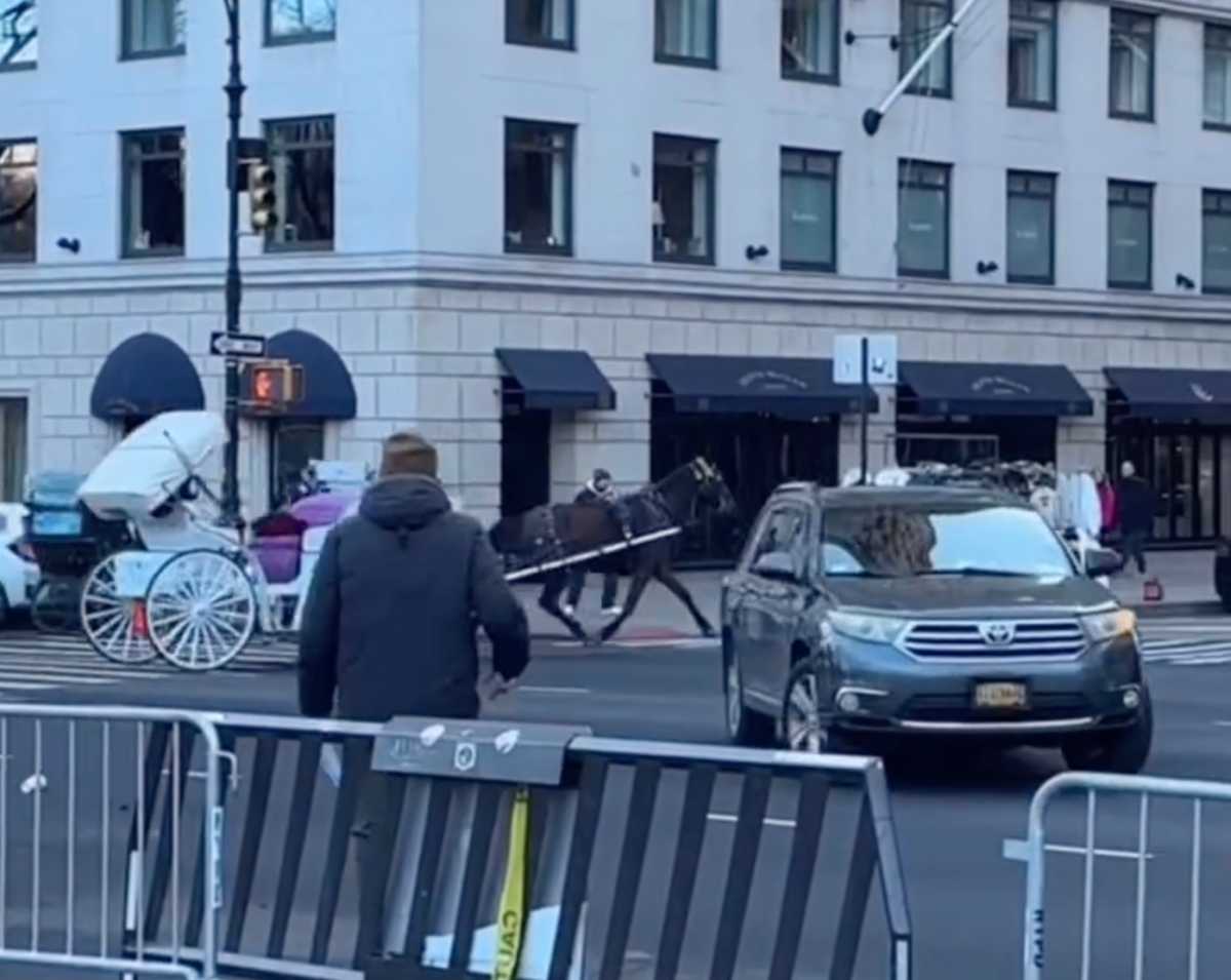 Video of runaway carriage horse barreling through Midtown traffic reignites debate over industry's future  amNewYork
