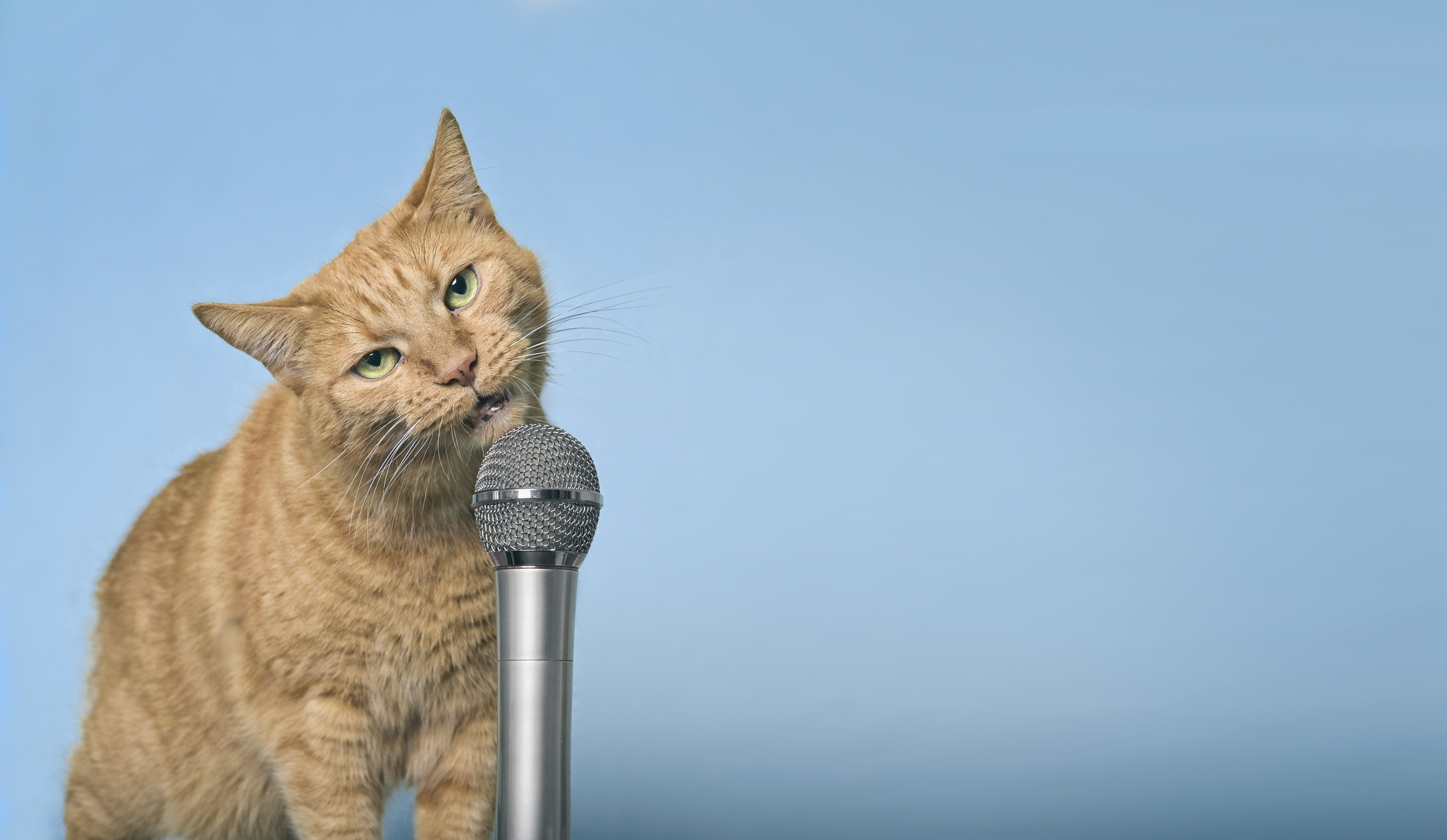 Funny red cat making funny face and singing in microphone. Panoramic image with copy space.