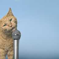 Things to do this weekend in NYC, Feb. 6-8 8 Funny red cat making funny face and singing in microphone. Panoramic image with copy space.