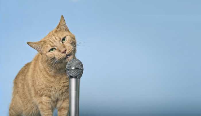 Funny red cat making funny face and singing in microphone. Panoramic image with copy space.