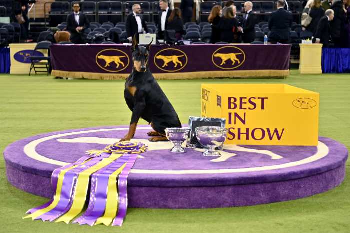 Penny, the Doberman Pinscher, winner of Best in Show, during the 150th Westminster Kennel Club Dog Show – Junior Showmanship, Group Judging (Sporting, Working, Terrier) + Best In Show at Madison Square Garden on February 03, 2026 in New York City.