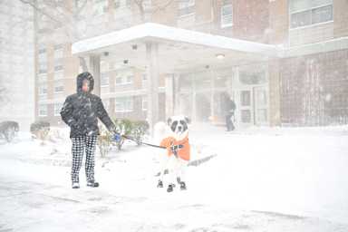 Zeus takes his owner for a walk in Brooklyn amid the blizzard.