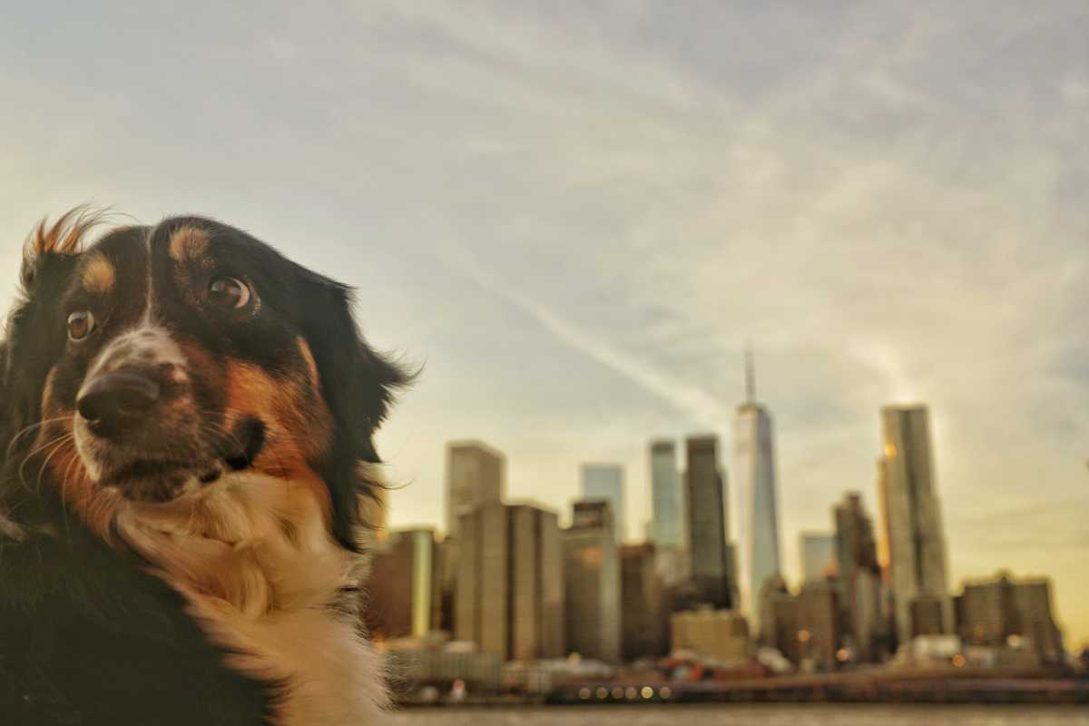 City Council forms Animal Welfare Caucus to protect animals and make pet ownership more affordable for New Yorkers