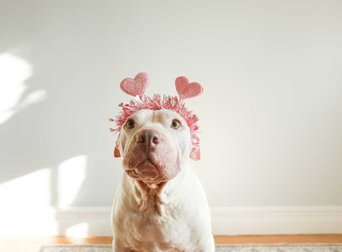 Horizontal picture of adorable large white Dog sits in modern home while wearing a sparkly pink headband with hearts, perfect for Valentine’s Day.