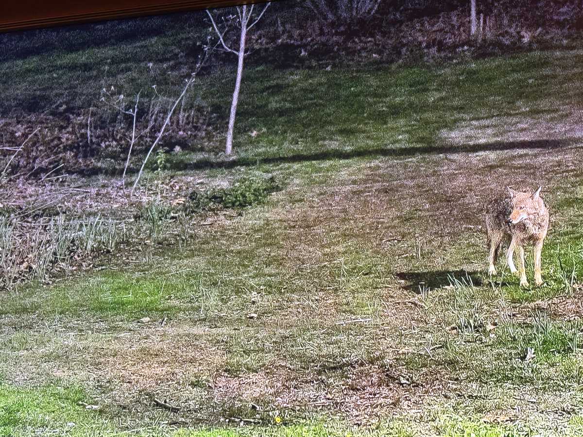 Romeo and Juliet, a Central Park coyote romance 4
