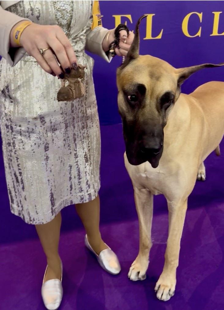 A Great Dane at Westminster.