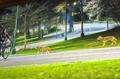 Romeo and Juliet are two coyotes who appeared in Central Park.