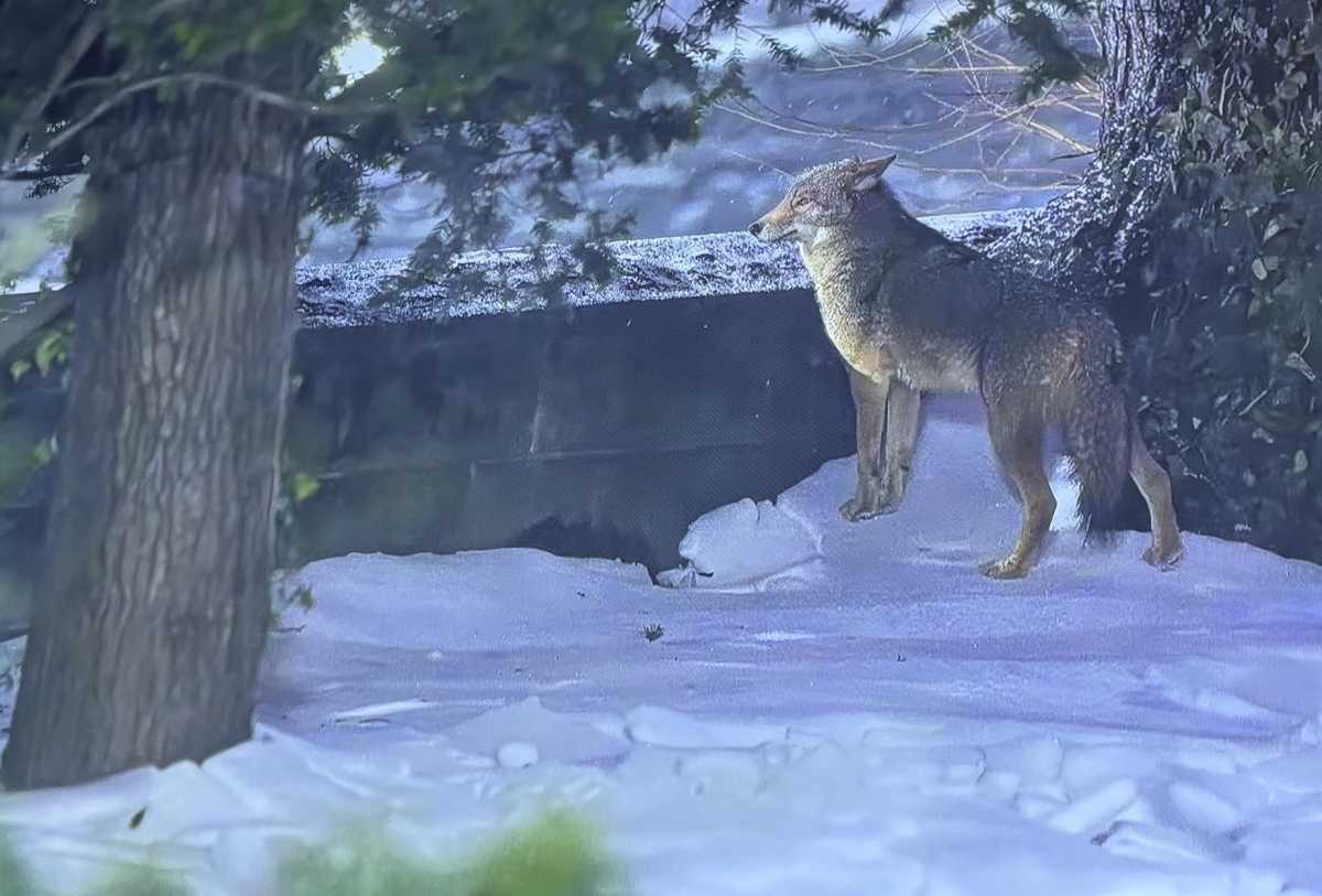 Romeo and Juliet, a Central Park coyote romance 2