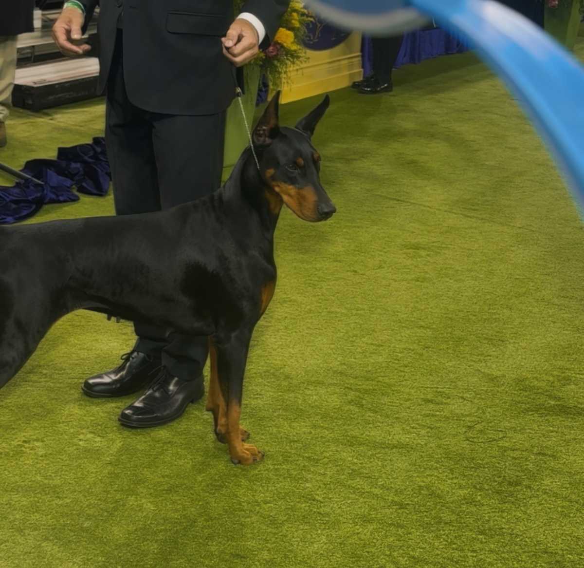 Penny, the Best in Show!